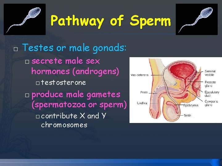 Pathway of Sperm � Testes or male gonads: � secrete male sex hormones (androgens) Pathway of Sperm � Testes or male gonads: � secrete male sex hormones (androgens)