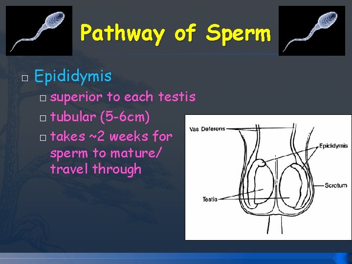 Pathway of Sperm � Epididymis superior to each testis � tubular (5 -6 cm) Pathway of Sperm � Epididymis superior to each testis � tubular (5 -6 cm)