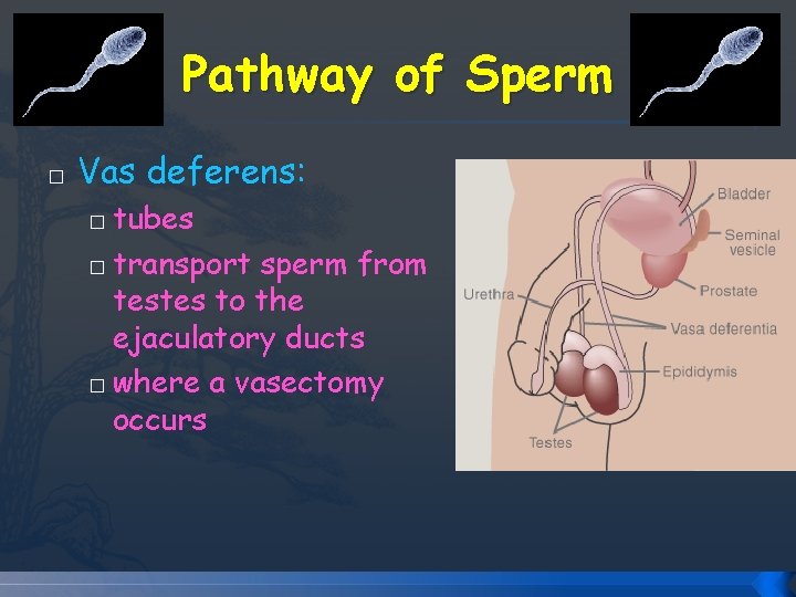 Pathway of Sperm � Vas deferens: tubes � transport sperm from testes to the Pathway of Sperm � Vas deferens: tubes � transport sperm from testes to the
