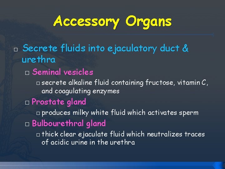 Accessory Organs � Secrete fluids into ejaculatory duct & urethra � Seminal vesicles � Accessory Organs � Secrete fluids into ejaculatory duct & urethra � Seminal vesicles �