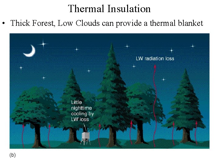 Thermal Insulation • Thick Forest, Low Clouds can provide a thermal blanket 