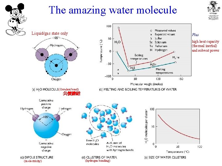 The amazing water molecule Liquid/gas state only Plus high heat capacity (thermal inertial) and