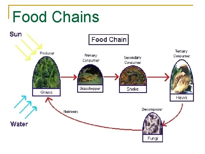 Food Chains 