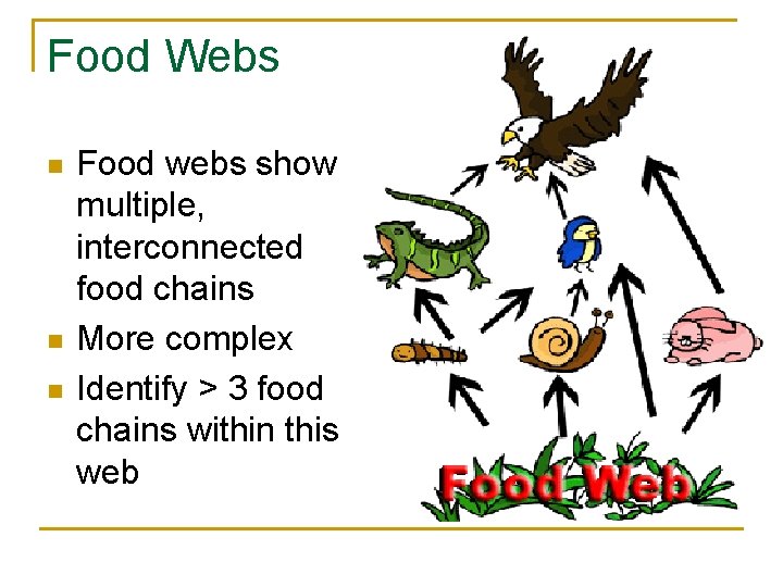 Food Webs n n n Food webs show multiple, interconnected food chains More complex