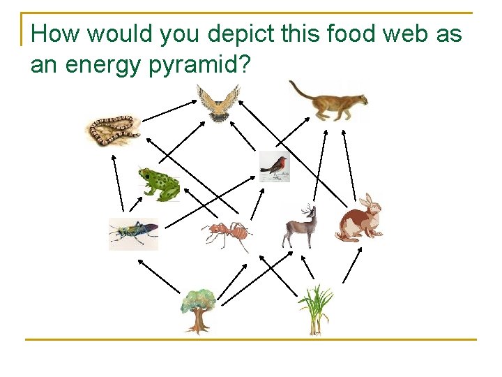 How would you depict this food web as an energy pyramid? 