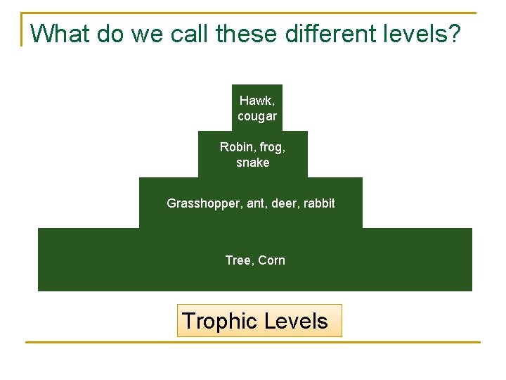 What do we call these different levels? Hawk, cougar Robin, frog, snake Grasshopper, ant,