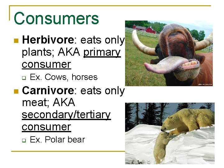 Consumers n Herbivore: eats only plants; AKA primary consumer q n Ex. Cows, horses