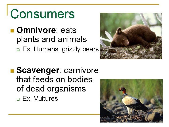 Consumers n Omnivore: eats plants and animals q n Ex. Humans, grizzly bears Scavenger: