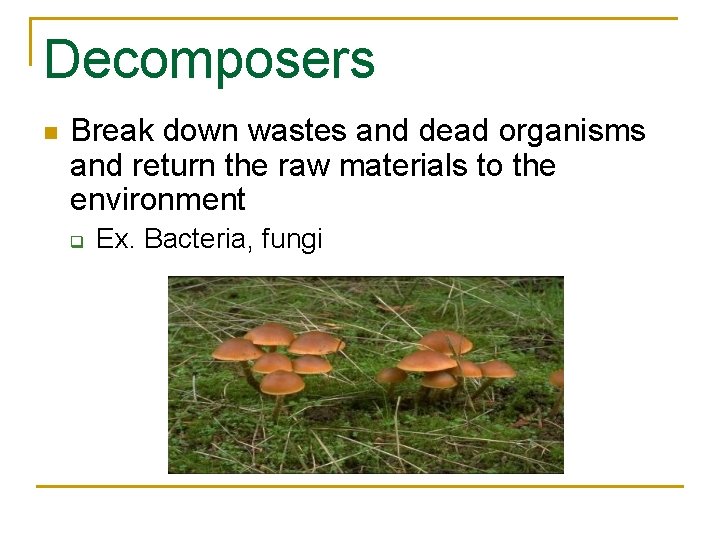 Decomposers n Break down wastes and dead organisms and return the raw materials to