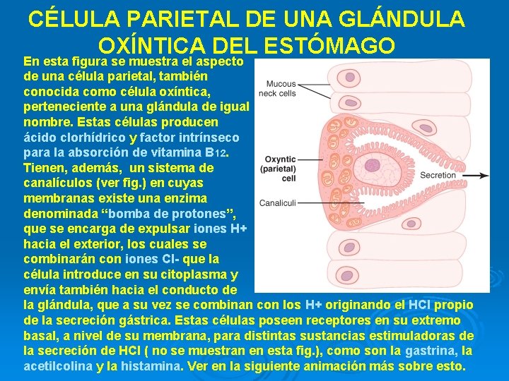 CÉLULA PARIETAL DE UNA GLÁNDULA OXÍNTICA DEL ESTÓMAGO En esta figura se muestra el