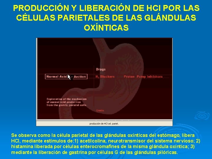 PRODUCCIÓN Y LIBERACIÓN DE HCl POR LAS CÉLULAS PARIETALES DE LAS GLÁNDULAS OXÍNTICAS Se