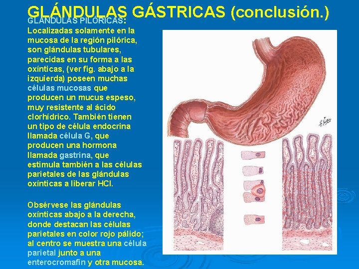 GLÁNDULAS GÁSTRICAS (conclusión. ) GLÁNDULAS PILÓRICAS: Localizadas solamente en la mucosa de la región