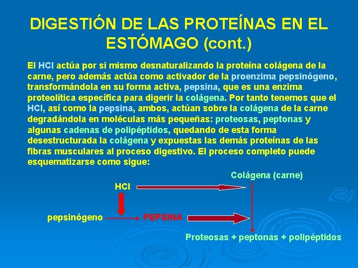 DIGESTIÓN DE LAS PROTEÍNAS EN EL ESTÓMAGO (cont. ) El HCl actúa por si