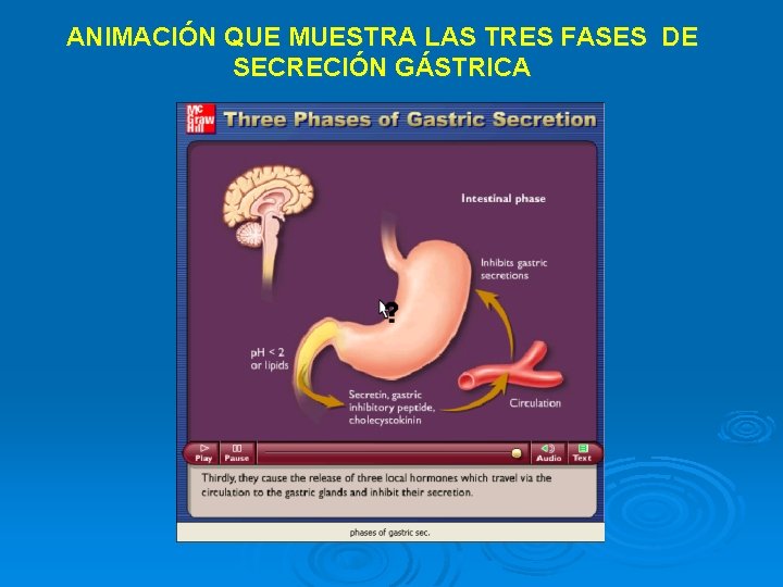 ANIMACIÓN QUE MUESTRA LAS TRES FASES DE SECRECIÓN GÁSTRICA 