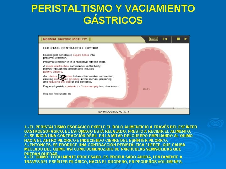 PERISTALTISMO Y VACIAMIENTO GÁSTRICOS 1. - EL PERISTALTISMO ESOFÁGICO EXPELE EL BOLO ALIMENTICIO A
