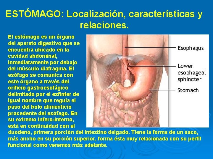 ESTÓMAGO: Localización, características y relaciones. El estómago es un órgano del aparato digestivo que