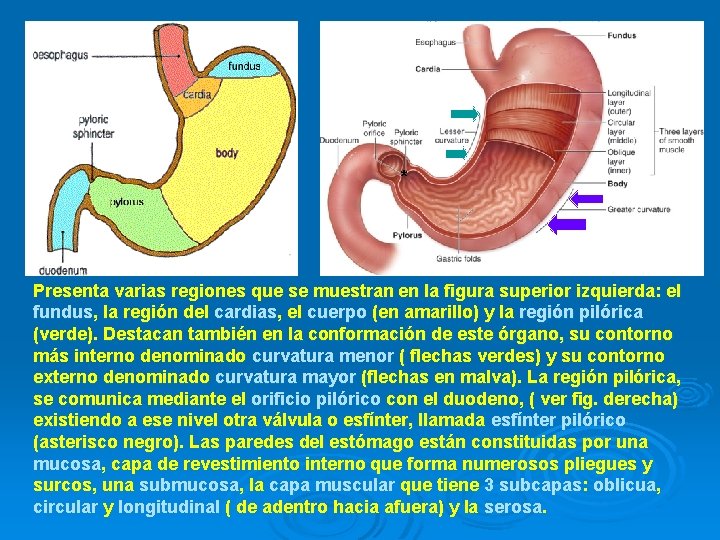 * Presenta varias regiones que se muestran en la figura superior izquierda: el fundus,