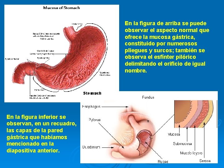 En la figura de arriba se puede observar el aspecto normal que ofrece la