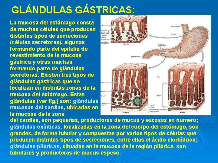 GLÁNDULAS GÁSTRICAS: La mucosa del estómago consta de muchas células que producen distintos tipos