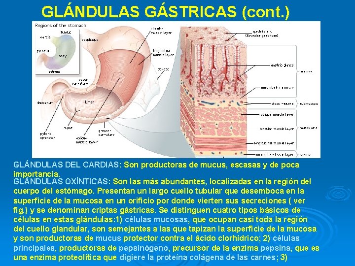 GLÁNDULAS GÁSTRICAS (cont. ) GLÁNDULAS DEL CARDIAS: Son productoras de mucus, escasas y de