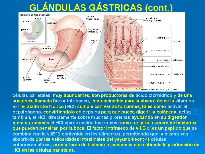 GLÁNDULAS GÁSTRICAS (cont. ) células parietales, muy abundantes, son productoras de ácido clorhídrico y