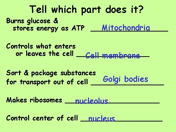 Tell which part does it? Burns glucose & stores energy as ATP _________ Mitochondria