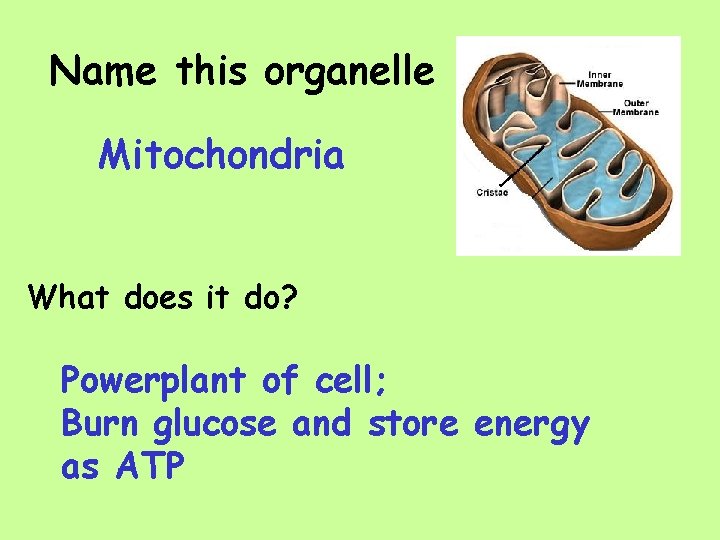 Name this organelle Mitochondria What does it do? Powerplant of cell; Burn glucose and