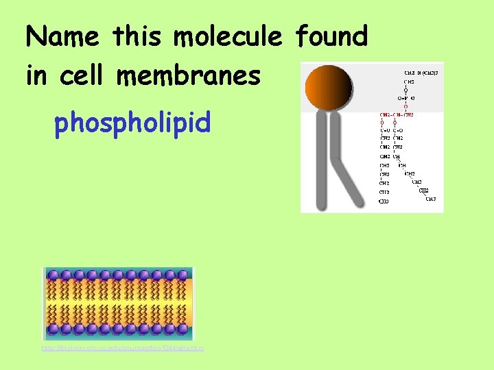 Name this molecule found in cell membranes phospholipid http: //biology. clc. uc. edu/courses/bio 104/cells.