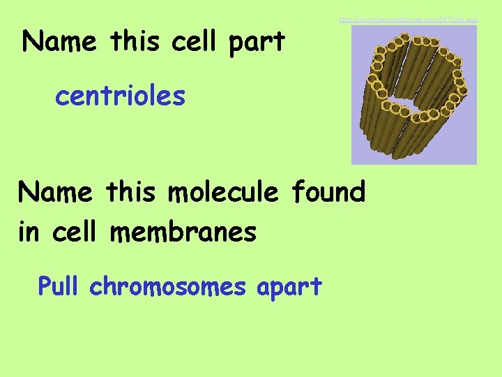 Name this cell part http: //www. beyondbooks. com/lif 71/4 a. asp centrioles Name this