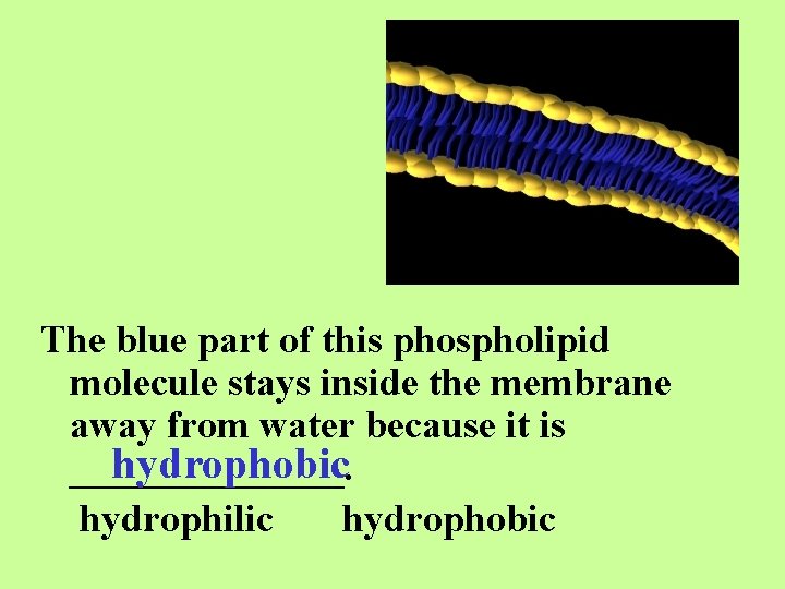 The blue part of this phospholipid molecule stays inside the membrane away from water