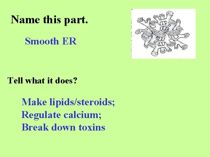 Name this part. Smooth ER Tell what it does? Make lipids/steroids; Regulate calcium; Break