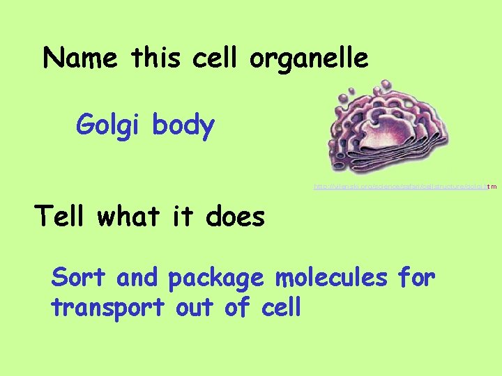 Name this cell organelle Golgi body http: //vilenski. org/science/safari/cellstructure/golgi. htm Tell what it does