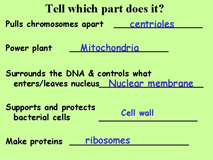Tell which part does it? Pulls chromosomes apart Power plant _________ centrioles __________ Mitochondria