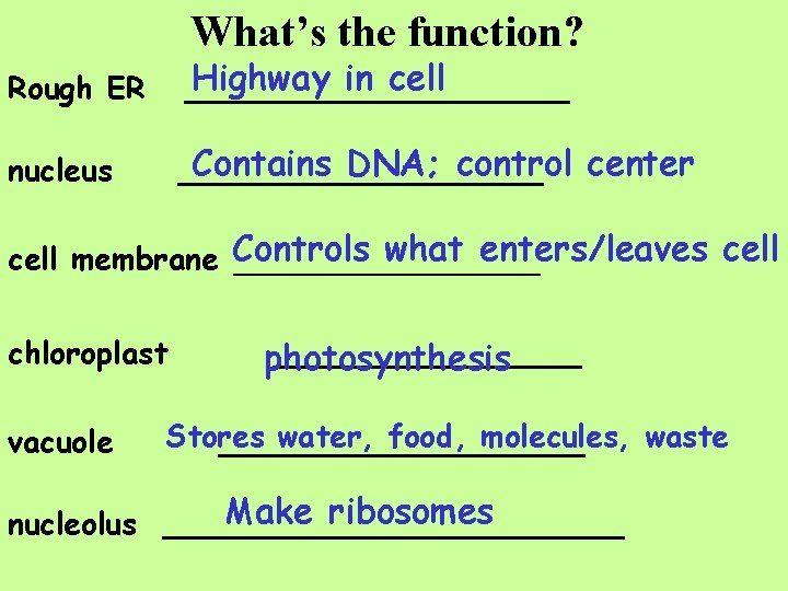 What’s the function? Rough ER Highway in cell __________ nucleus Contains DNA; control center