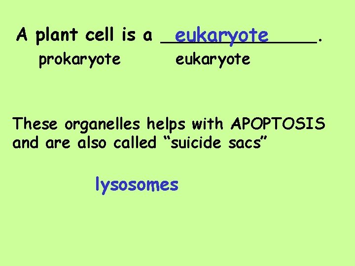 A plant cell is a _______. eukaryote prokaryote eukaryote These organelles helps with APOPTOSIS