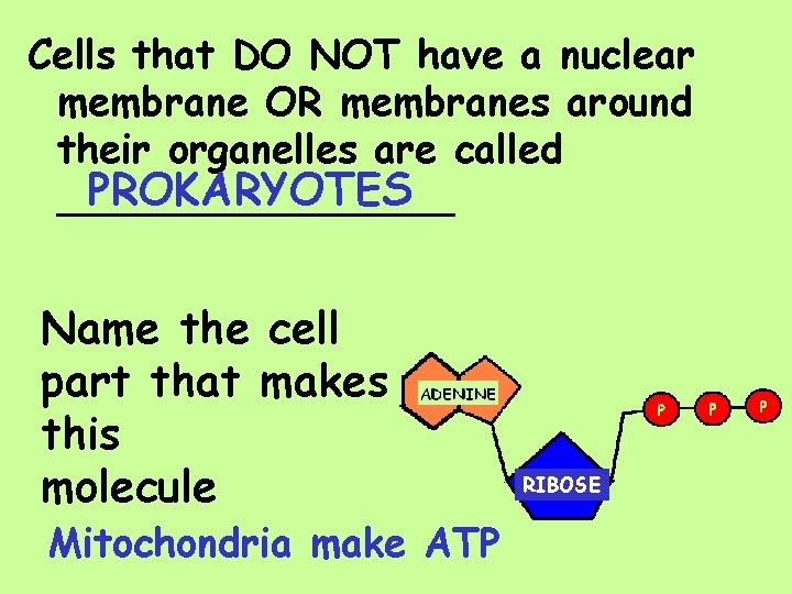 Cells that DO NOT have a nuclear membrane OR membranes around their organelles are