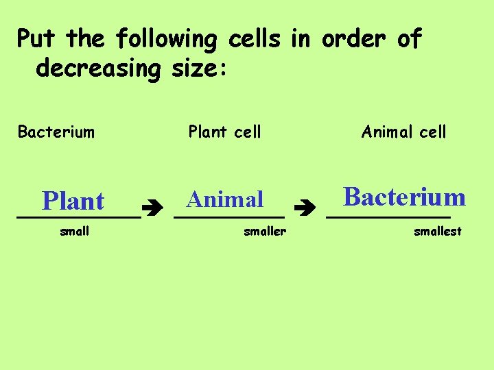 Put the following cells in order of decreasing size: Bacterium Plant cell Animal cell