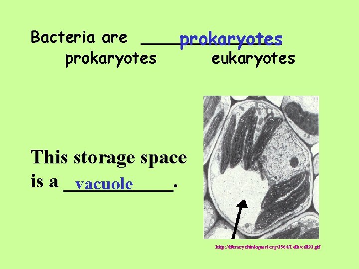 Bacteria are _______ prokaryotes eukaryotes This storage space is a ______. vacuole http: //library.