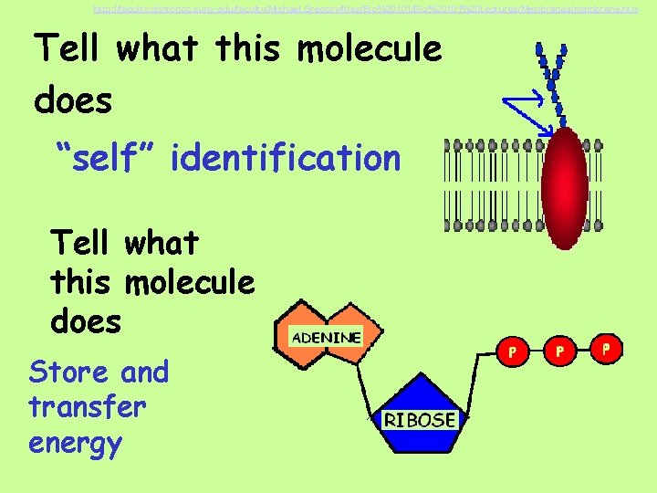 http: //faculty. clintoncc. suny. edu/faculty/Michael. Gregory/files/Bio%20101%20 Lectures/Membranes/membrane. htm Tell what this molecule does “self”