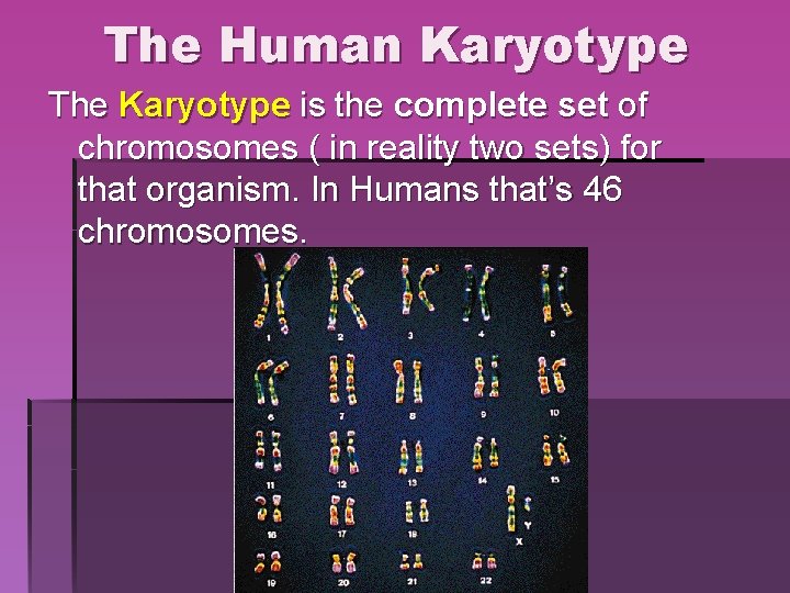 The Human Karyotype The Karyotype is the complete set of chromosomes ( in reality The Human Karyotype The Karyotype is the complete set of chromosomes ( in reality