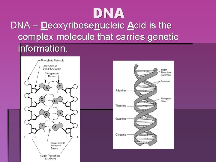 DNA – Deoxyribosenucleic Acid is the complex molecule that carries genetic information. DNA – Deoxyribosenucleic Acid is the complex molecule that carries genetic information.