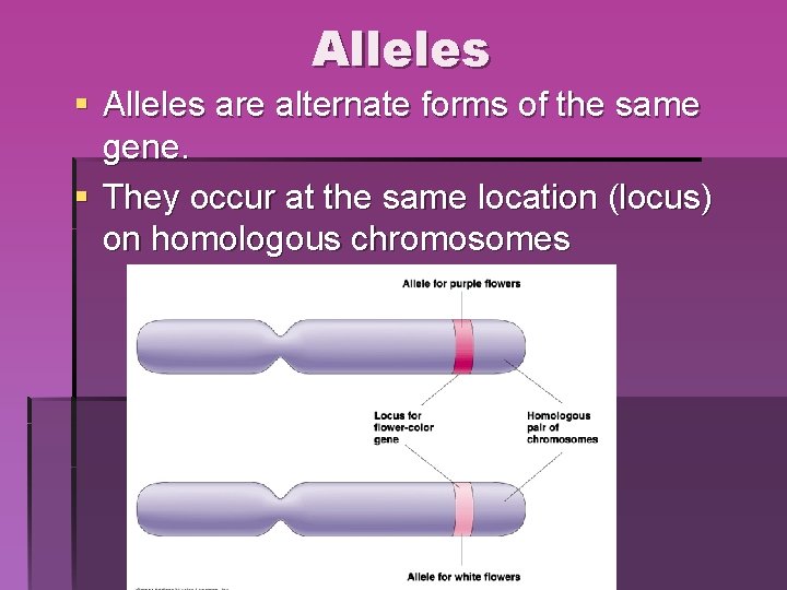 Alleles § Alleles are alternate forms of the same gene. § They occur at Alleles § Alleles are alternate forms of the same gene. § They occur at