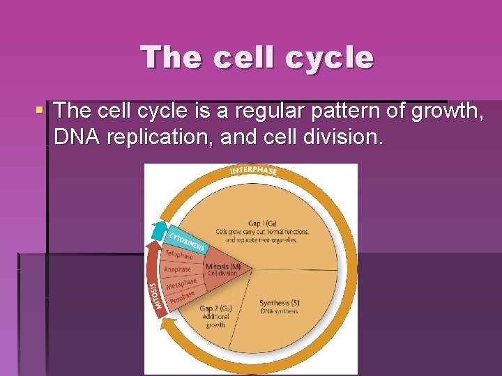 The cell cycle § The cell cycle is a regular pattern of growth, DNA The cell cycle § The cell cycle is a regular pattern of growth, DNA