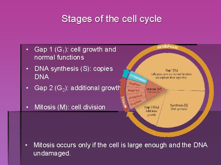 Stages of the cell cycle • Gap 1 (G 1): cell growth and normal Stages of the cell cycle • Gap 1 (G 1): cell growth and normal