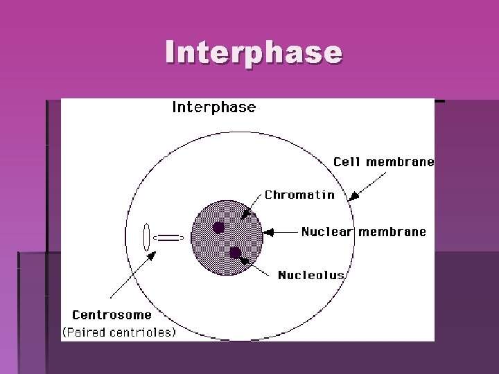 Interphase Interphase