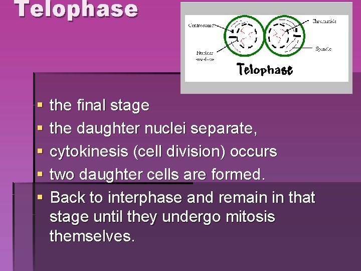 Telophase § § § the final stage the daughter nuclei separate, cytokinesis (cell division) Telophase § § § the final stage the daughter nuclei separate, cytokinesis (cell division)