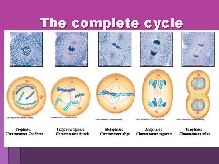 The complete cycle The complete cycle