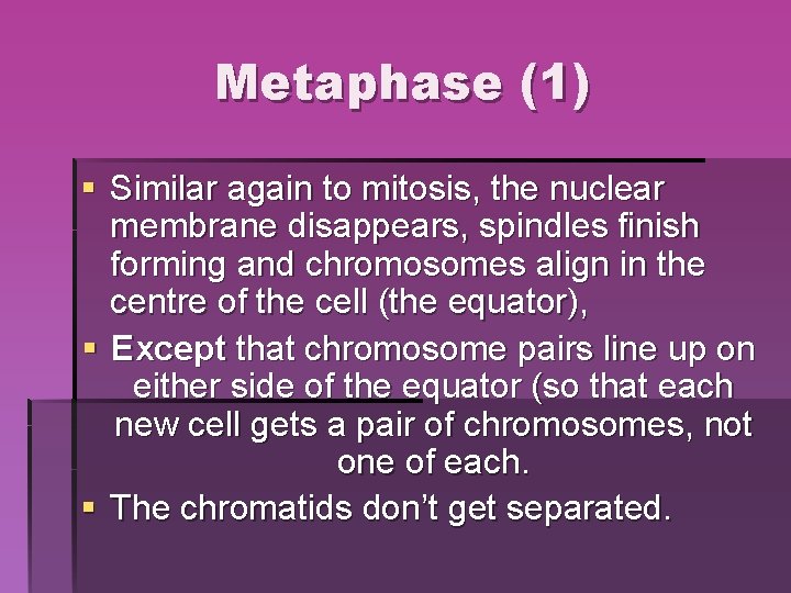 Metaphase (1) § Similar again to mitosis, the nuclear membrane disappears, spindles finish forming Metaphase (1) § Similar again to mitosis, the nuclear membrane disappears, spindles finish forming