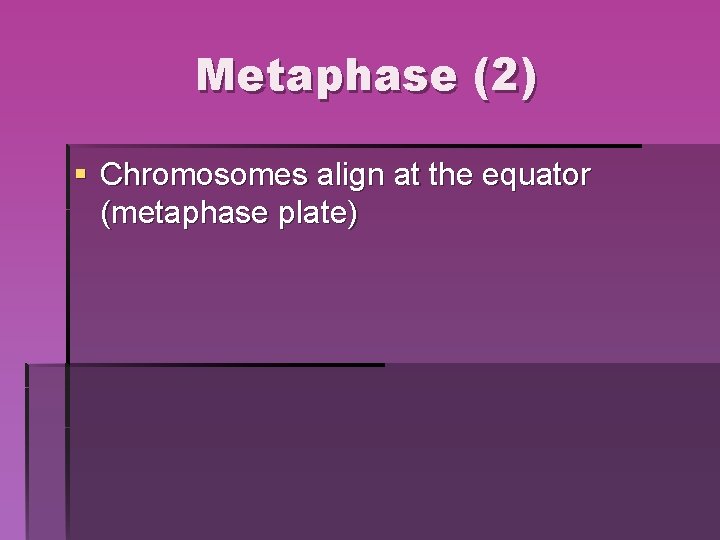 Metaphase (2) § Chromosomes align at the equator (metaphase plate) Metaphase (2) § Chromosomes align at the equator (metaphase plate)