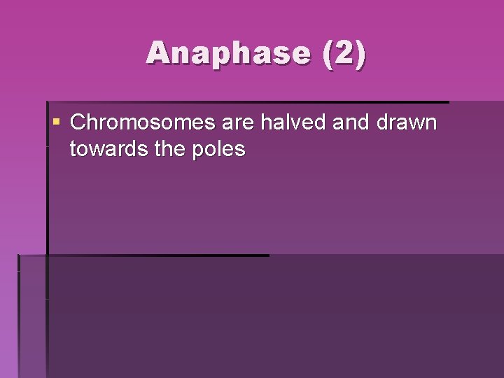 Anaphase (2) § Chromosomes are halved and drawn towards the poles Anaphase (2) § Chromosomes are halved and drawn towards the poles